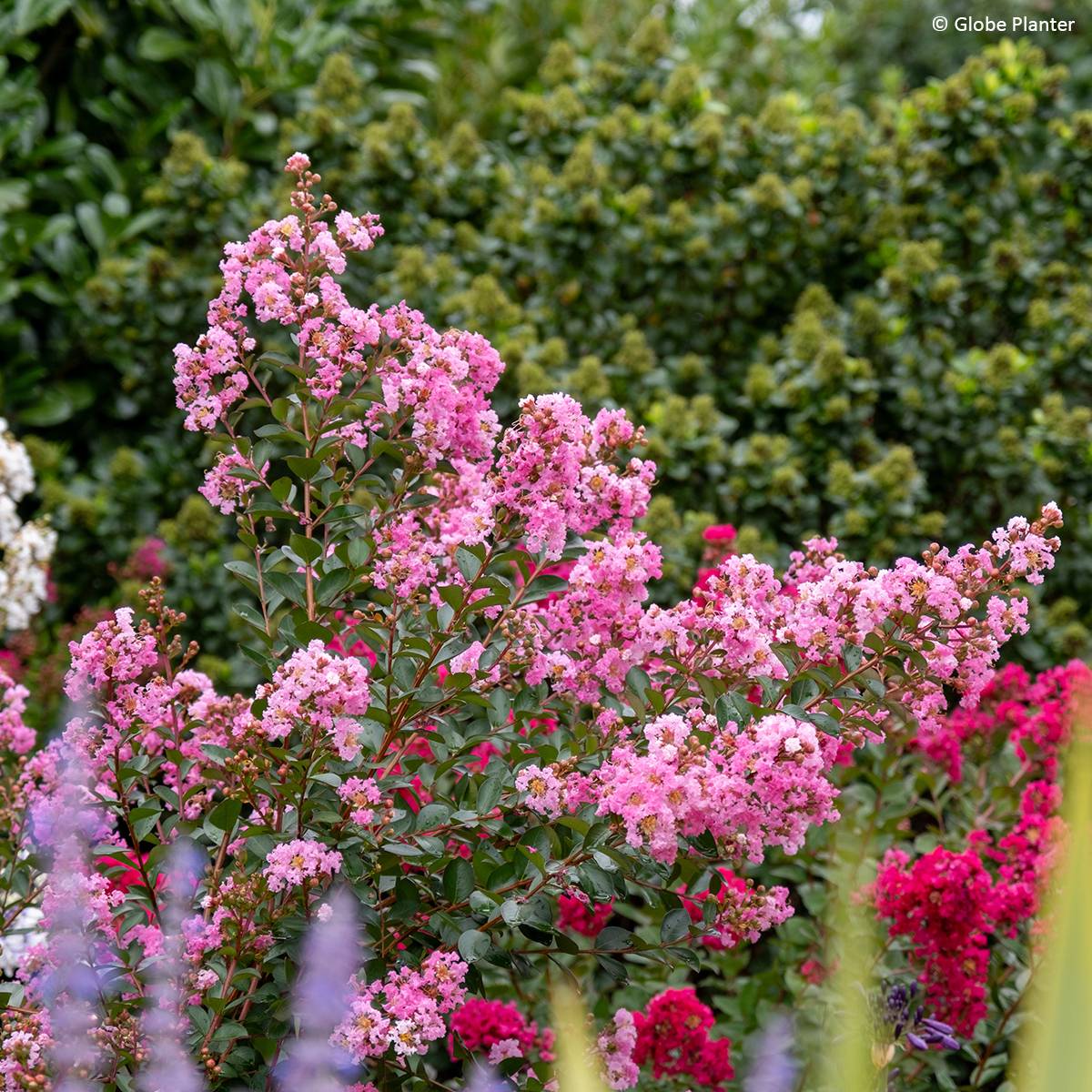 Promesse de Fleurs - Lilas des Indes - Lagerstroemia indica Gourmet Choco Pink Pot de 4L/5L