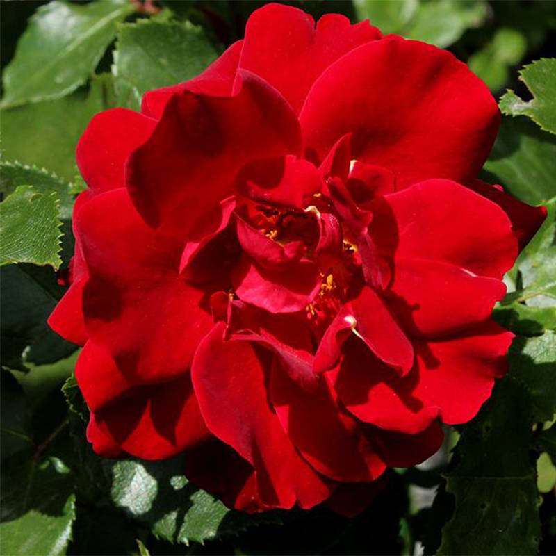 Promesse de Fleurs - Rosier couvre-sol Knock Out Radrazz Pot de 4L/5L