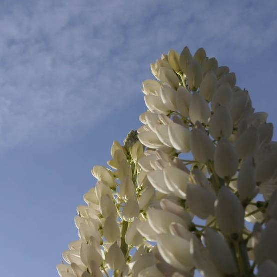 Lupin Gallery White Pot de 2L/3L