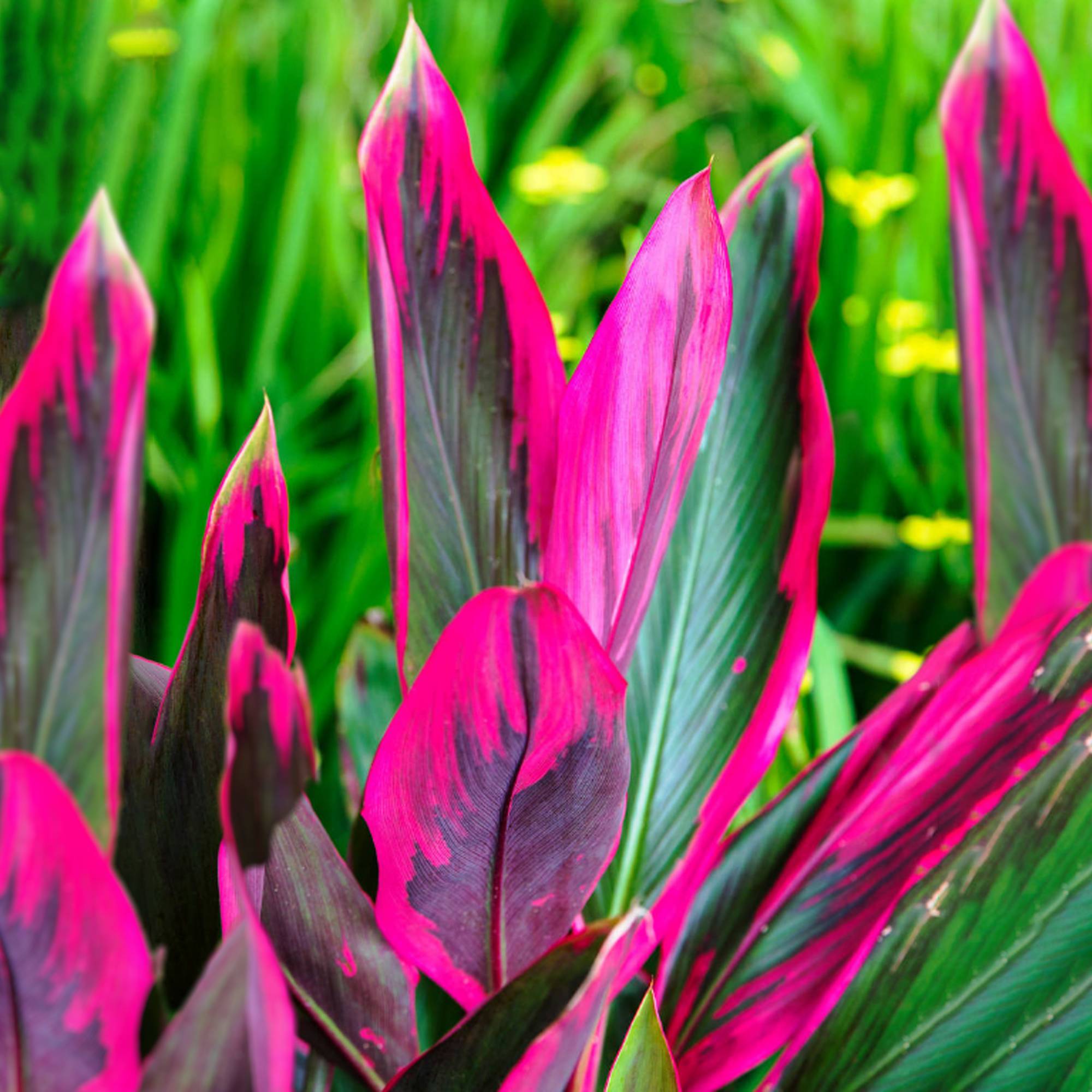 Gardenersdream - Cordyline Tango - Faux Palmier Épinard Hawaïen | Plante D’Intérieur De 30 À 40 Cm Pot Inclus) - GardenersDream - Image 1