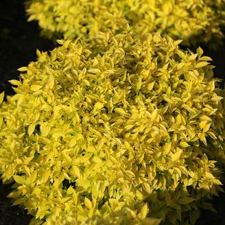 Seringat des jardins - Philadelphus coronarius Kostelec WB Pot de 3L/4L