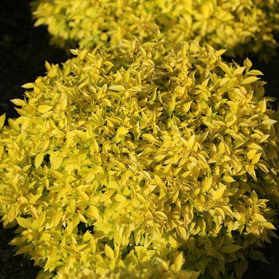 Seringat des jardins - Philadelphus coronarius Kostelec WB Pot de 3L/4L - Image 1