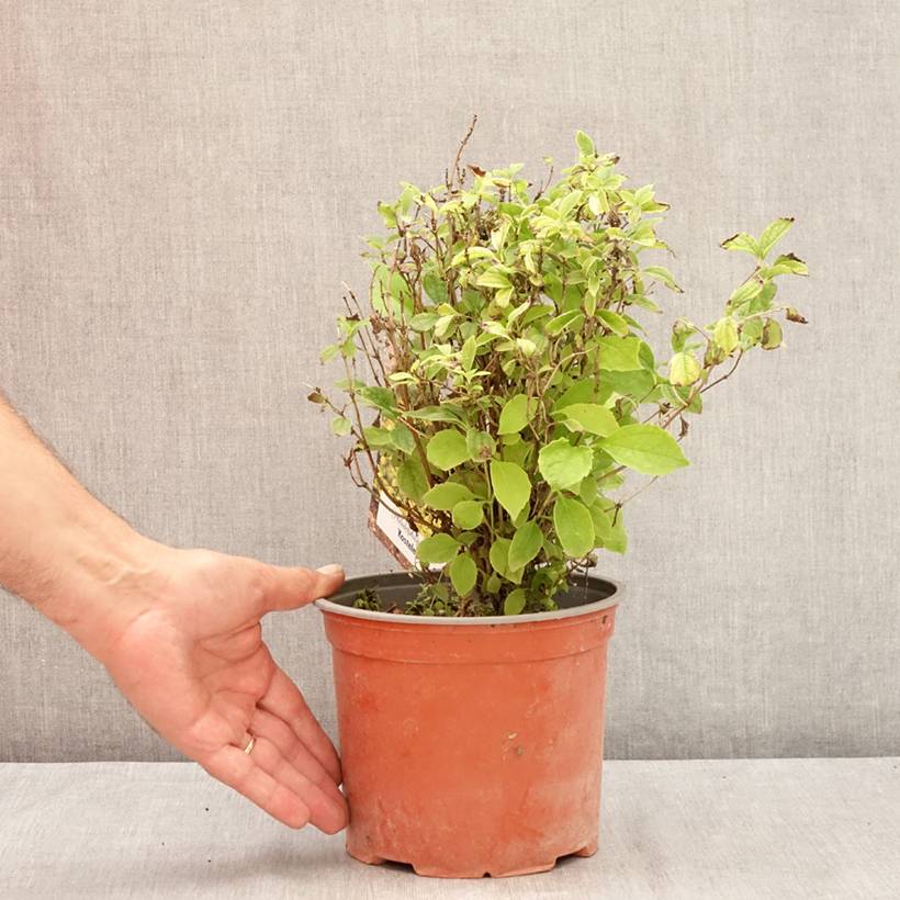 Seringat des jardins - Philadelphus coronarius Kostelec WB Pot de 3L/4L - Image 2