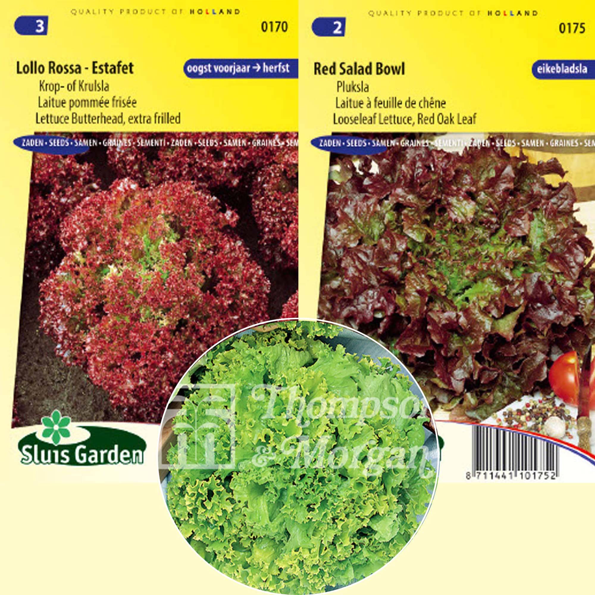 Promesse de Fleurs - Collection de 3 salades à couper - Collection de 3 plantes