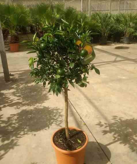 0 - Citrus clementina (Clementinier) Pot de 25L - 160/180cm - Image 3