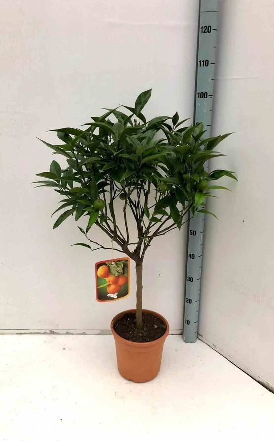 0 - Citrus clementina (Clementinier) Pot de 25L - 160/180cm - Image 1