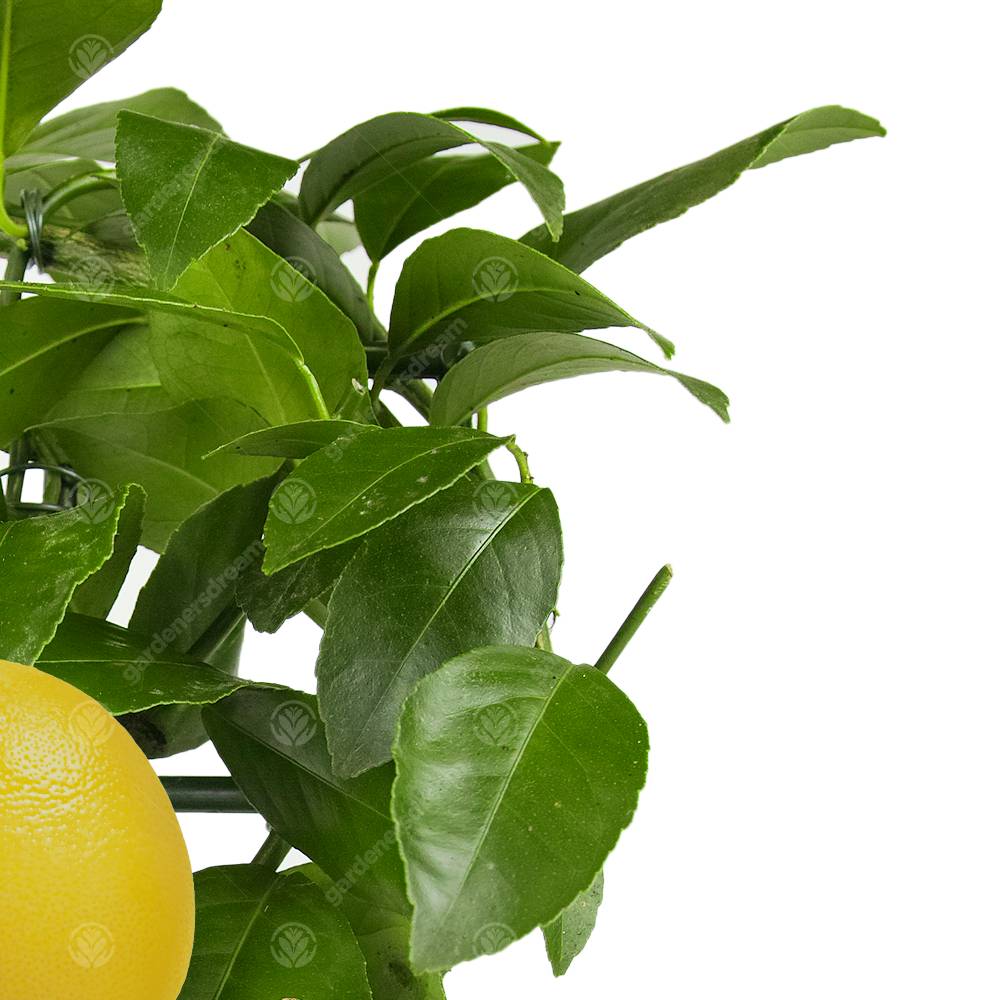 Gardenersdream - Combo Citronnier Et Oranger Agrumes Frais D’Intérieur En Pot 12 Cm - GardenersDream - Image 3