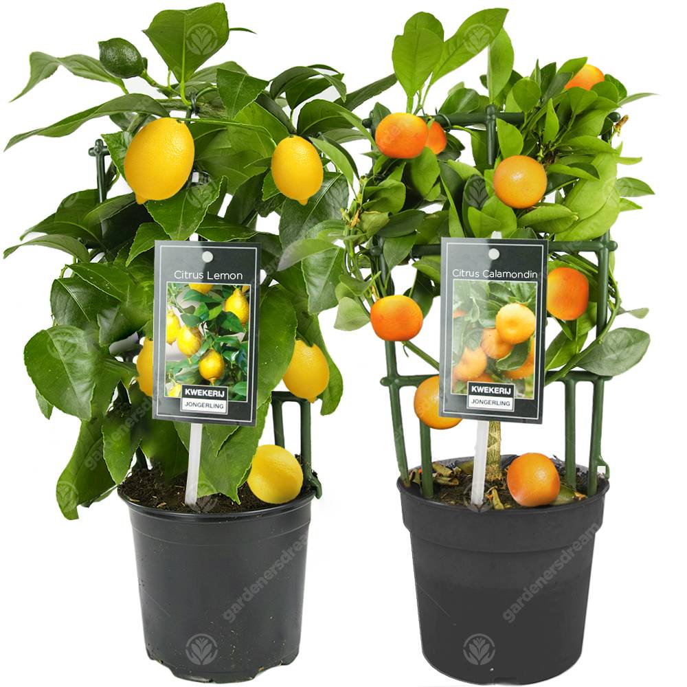 Gardenersdream - Combo Citronnier Et Oranger Agrumes Frais D’Intérieur En Pot 12 Cm - GardenersDream - Image 1