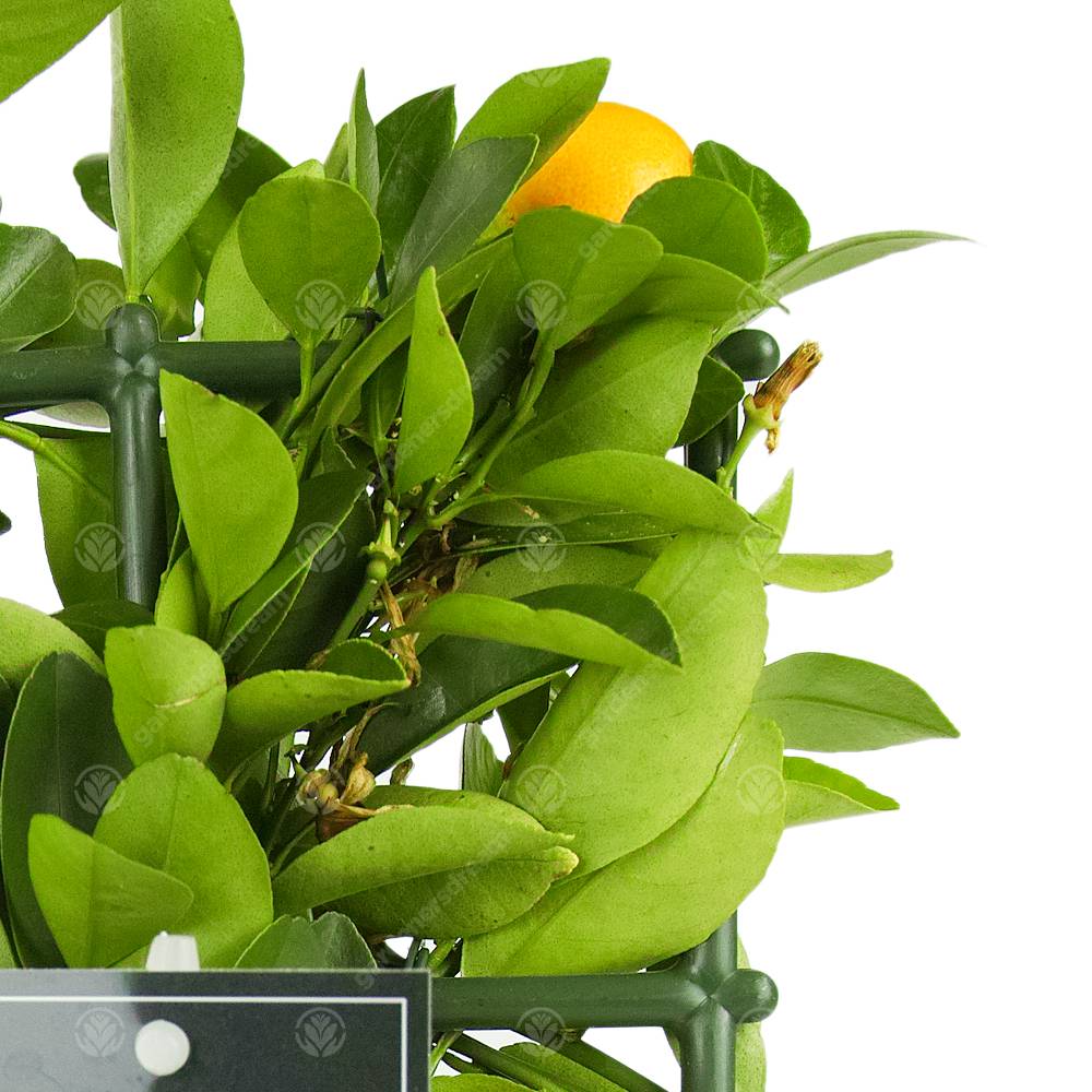 Gardenersdream - Combo Citronnier Et Oranger Agrumes Frais D’Intérieur En Pot 12 Cm - GardenersDream - Image 2