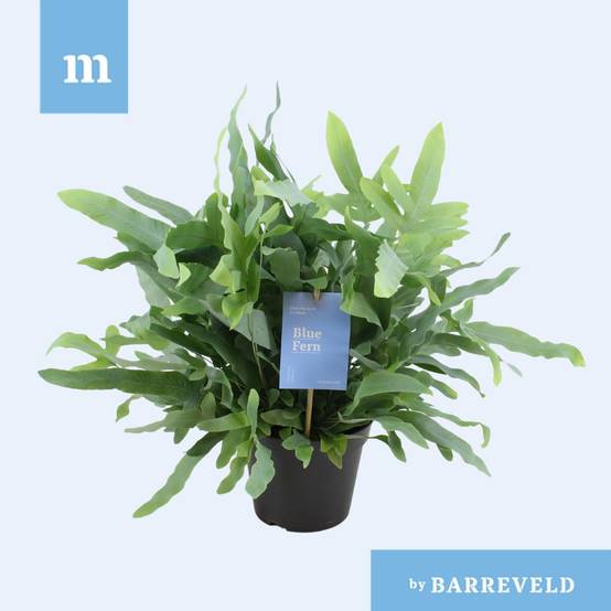Phlebodium Bleu Fern - D14 H40cm