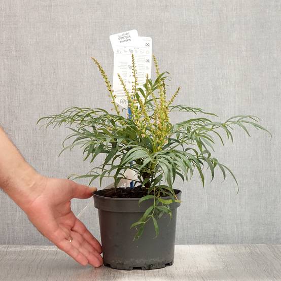 Promesse de Fleurs - Mahonia Volcano Pot de 2L/3L - Image 2