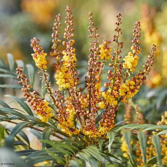 Promesse de Fleurs - Mahonia Volcano Pot de 2L/3L - Image 1