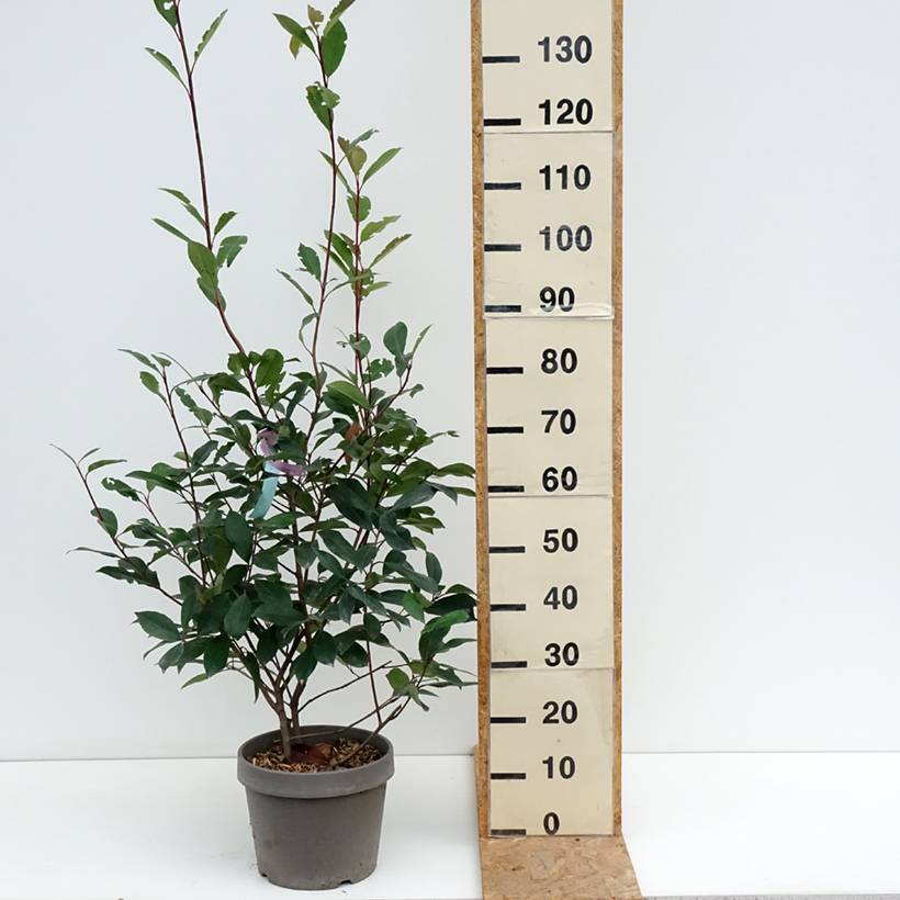 Promesse de Fleurs - Photinia fraseri Red Robin Pot de 7,5L/10L - Image 2