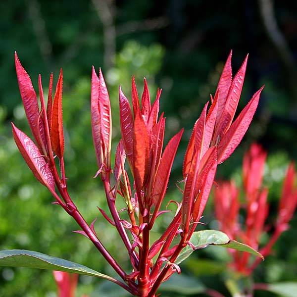 Promesse de Fleurs - Photinia fraseri Red Robin Pot de 7,5L/10L - Image 1