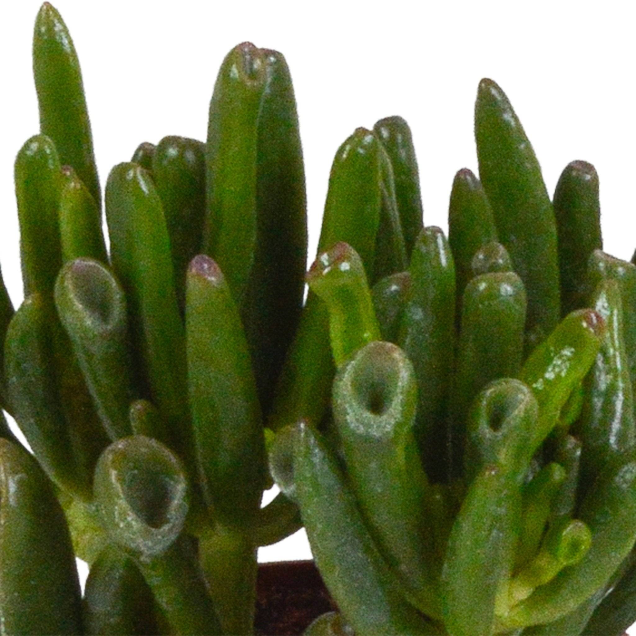 La Green Touch - Trio de Crassula et leurs caches-pots h18cm- La Green Touch - Image 5