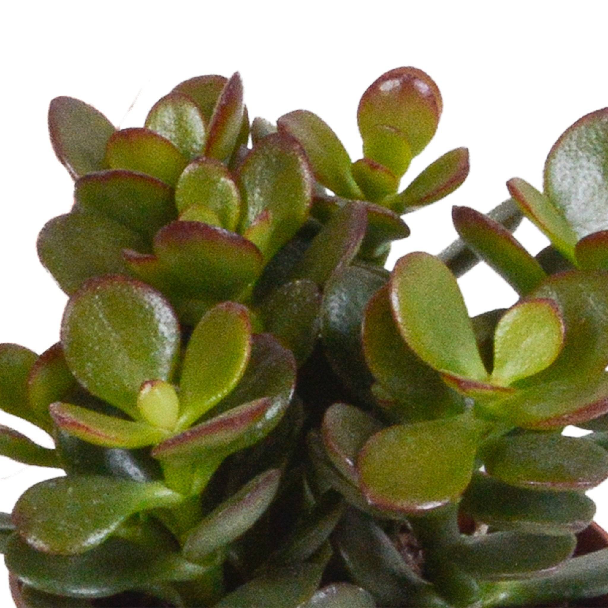 La Green Touch - Trio de Crassula et leurs caches-pots h18cm- La Green Touch - Image 3