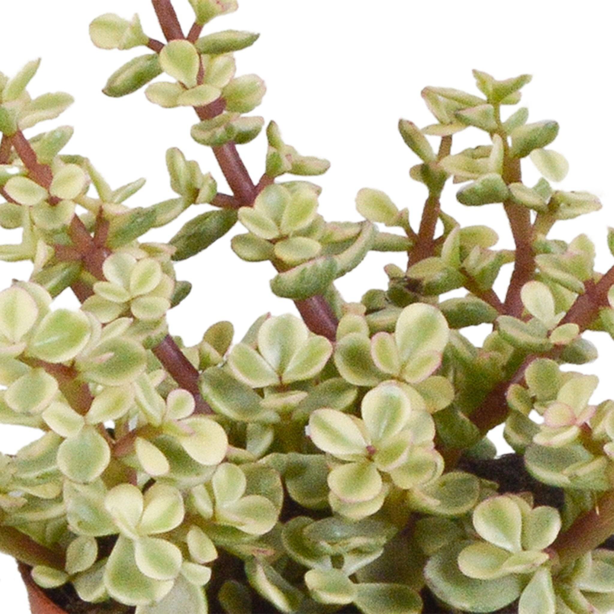 La Green Touch - Trio de Crassula et leurs caches-pots h18cm- La Green Touch - Image 4