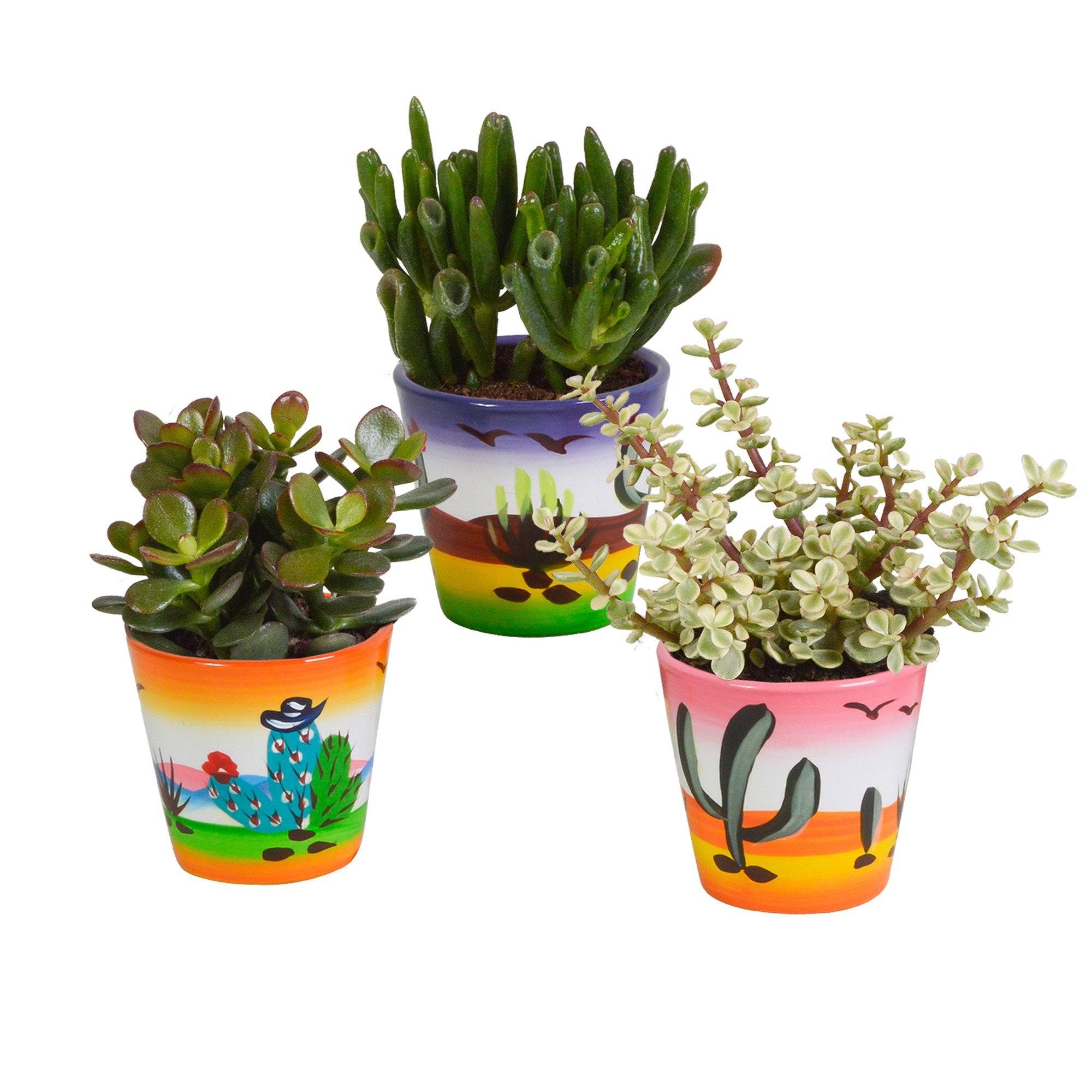 La Green Touch - Trio de Crassula et leurs caches-pots h18cm- La Green Touch - Image 2