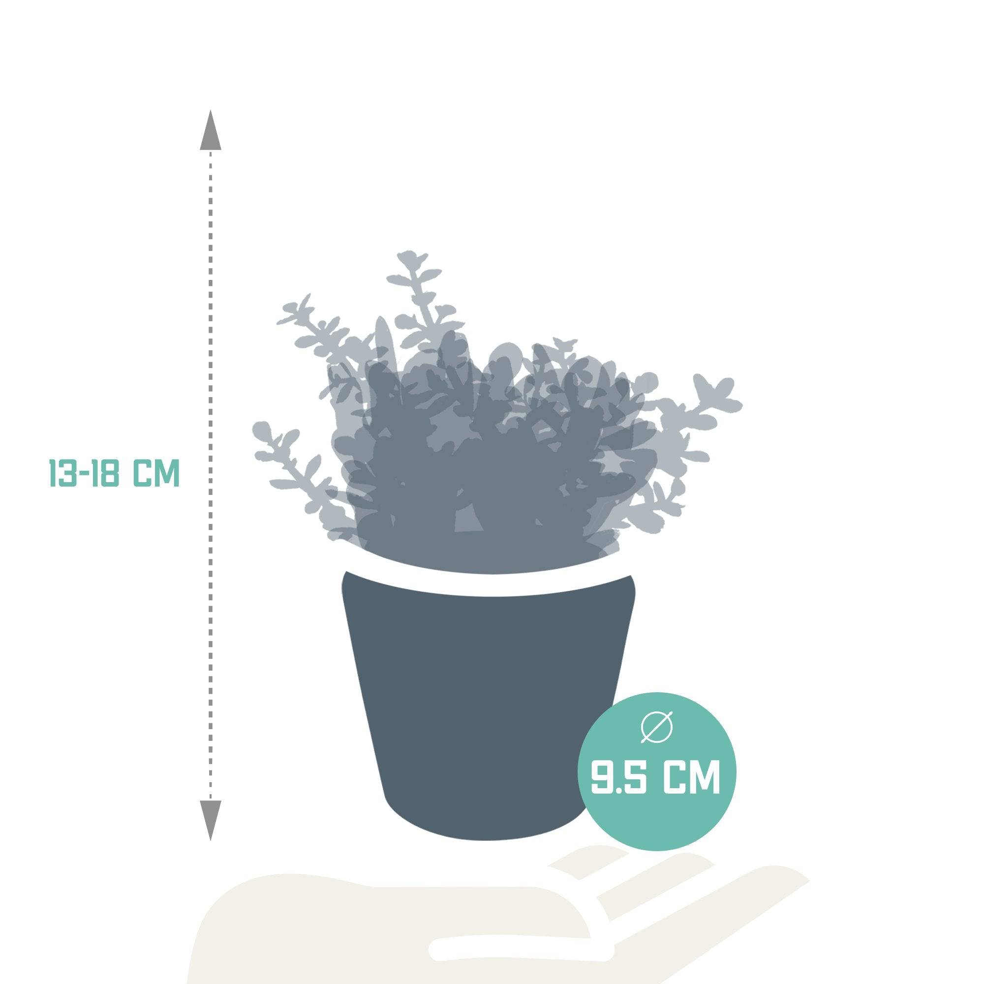 La Green Touch - Trio de Crassula et leurs caches-pots h18cm- La Green Touch - Image 6