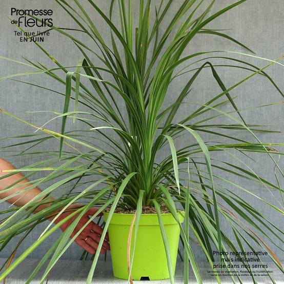 Promesse de Fleurs - Cordyline australis Pot de 6L/7L - Image 2