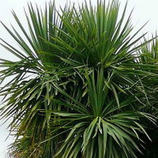 Promesse de Fleurs - Cordyline australis Pot de 6L/7L - Image 1