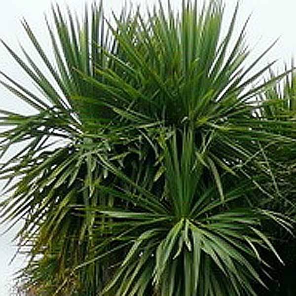 Promesse de Fleurs - Cordyline australis Pot de 6L/7L - Image 1
