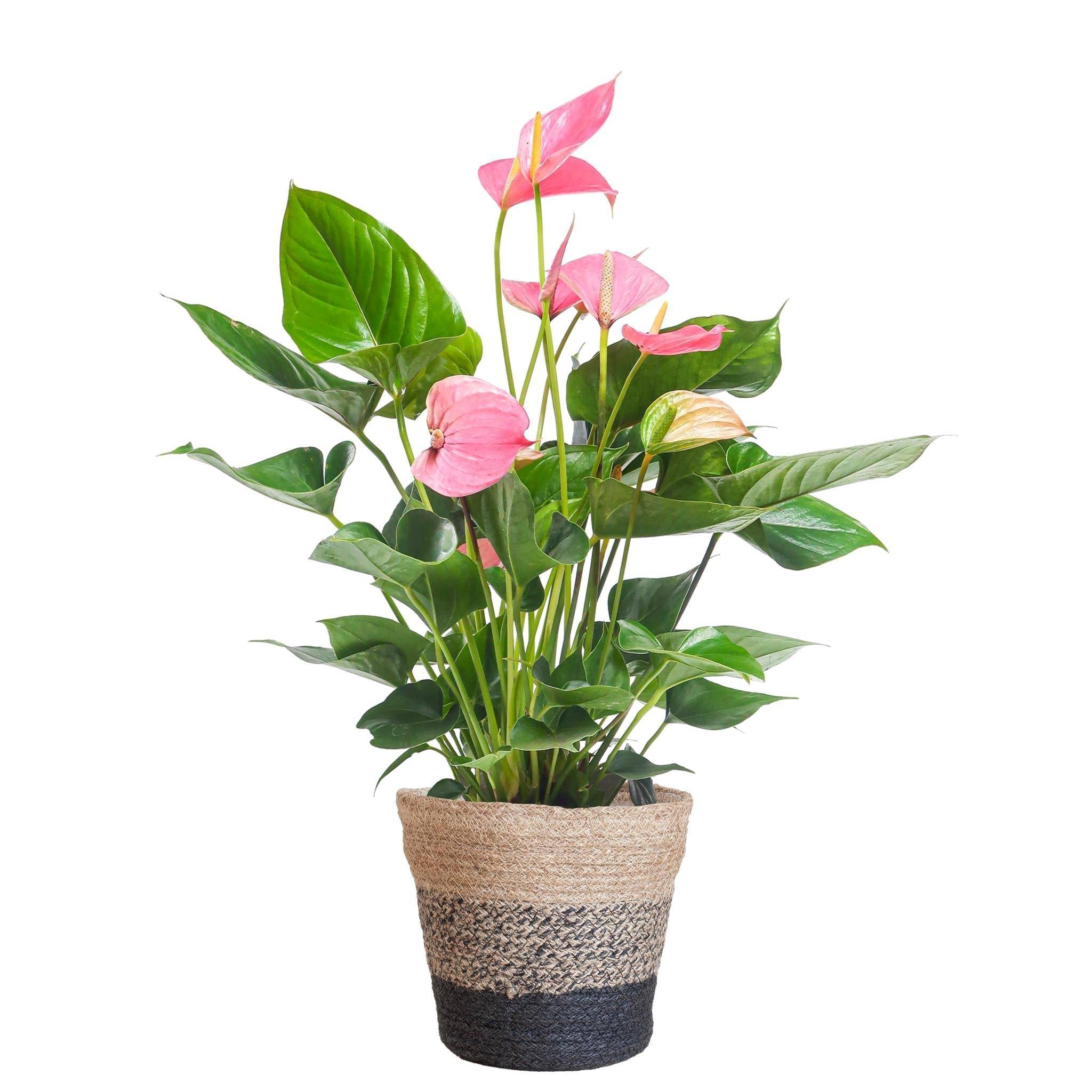 Anthurium Rose et son pot- La Green Touch Panier Multicolor - Hauteur 55cm