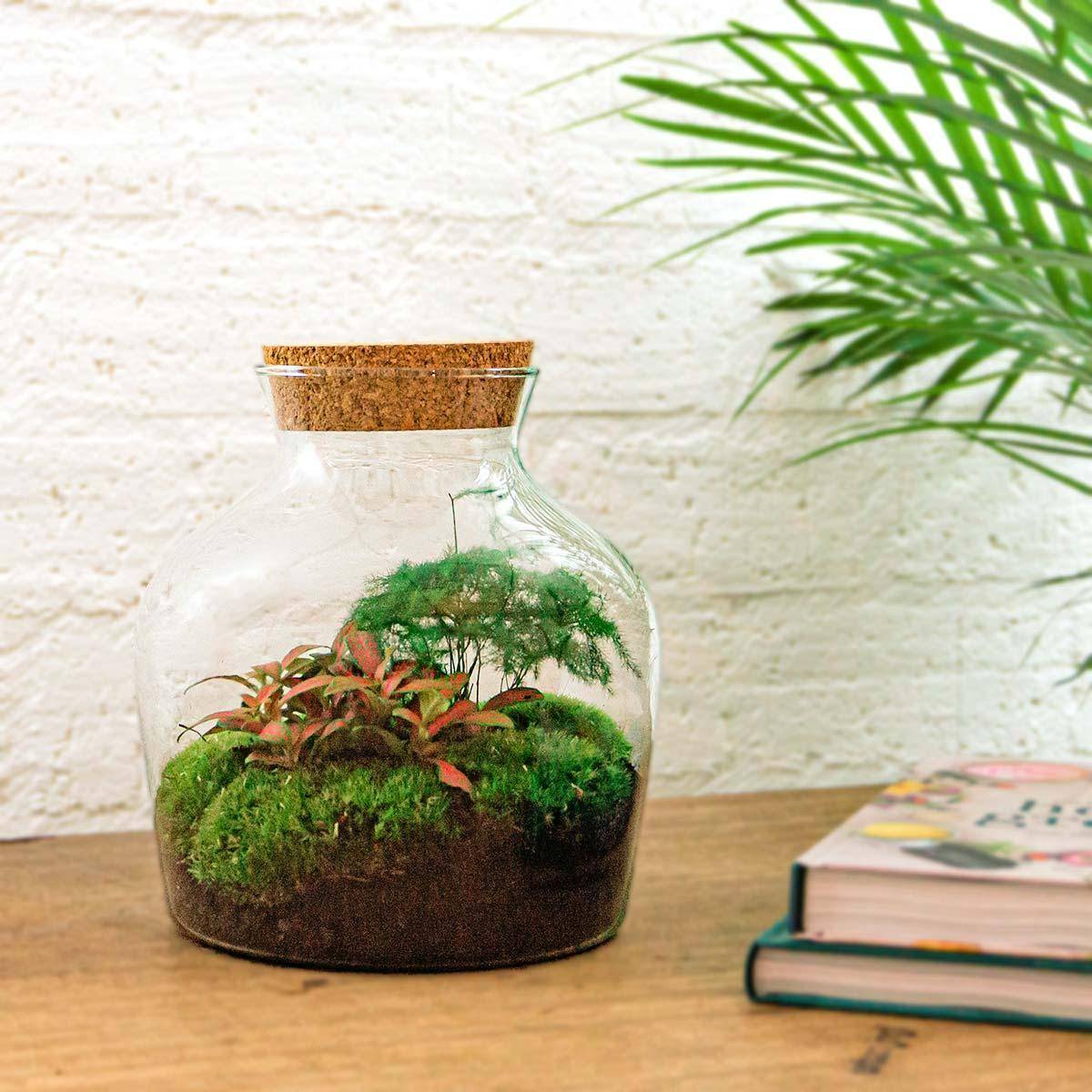 Diy Terrarium - D21 - Image 2