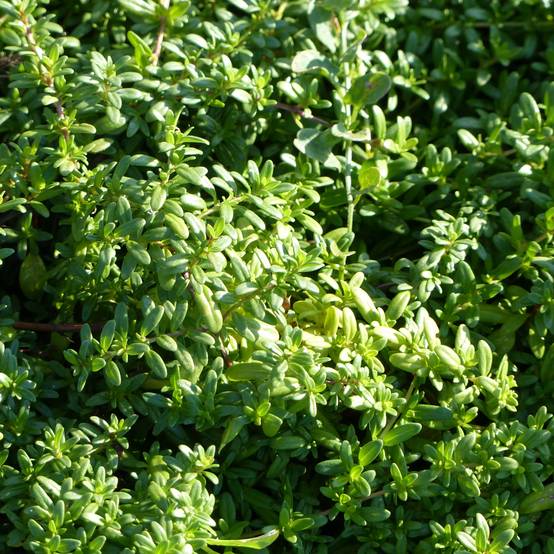Thymus longicaulis - Thym à tiges longues Godet de 8/9 cm