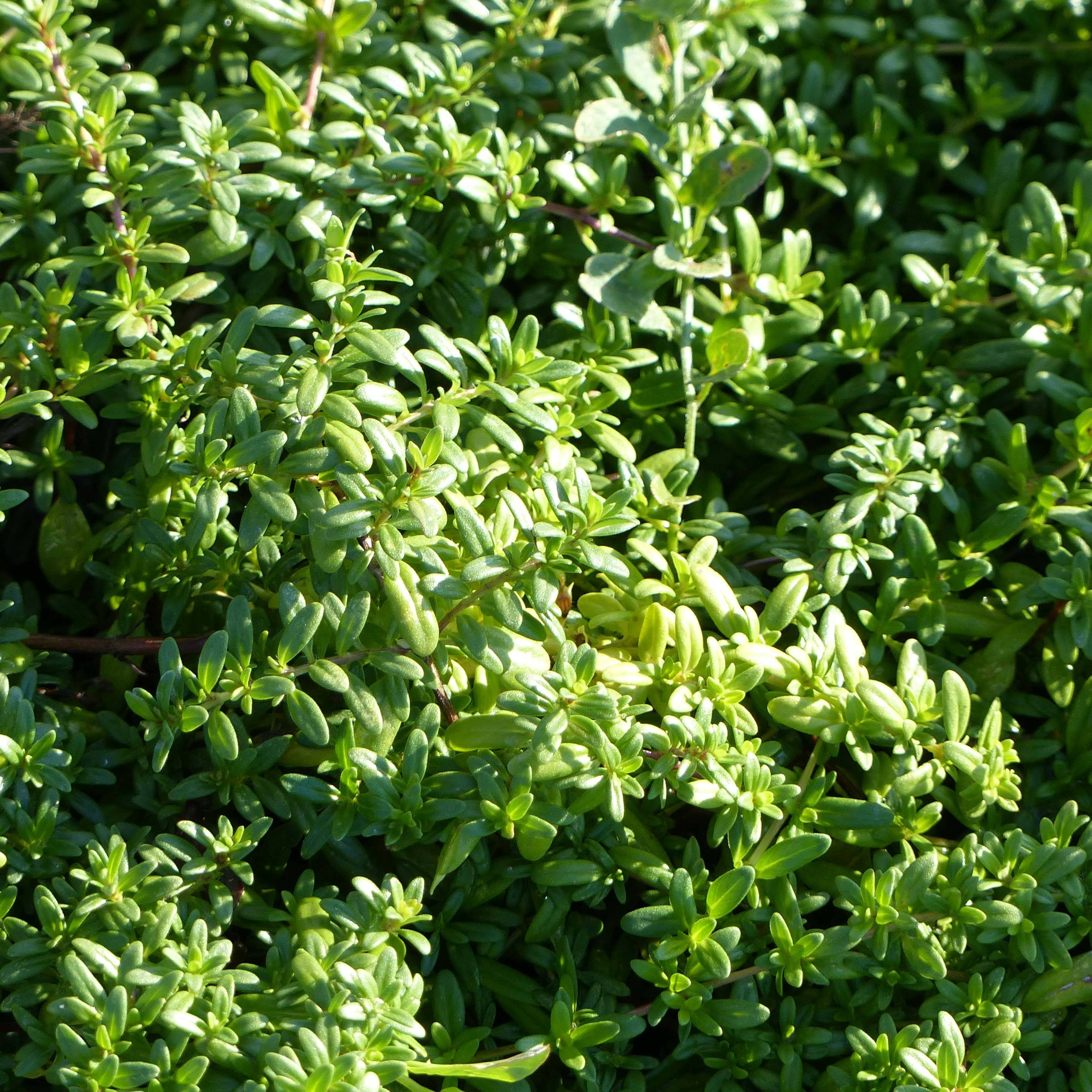 Thymus longicaulis - Thym à tiges longues Godet de 8/9 cm