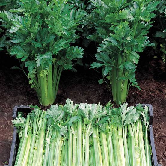 Céleri Tall Utah 52/70 Bio - Ferme de Sainte Marthe le sachet de 500 graines environ