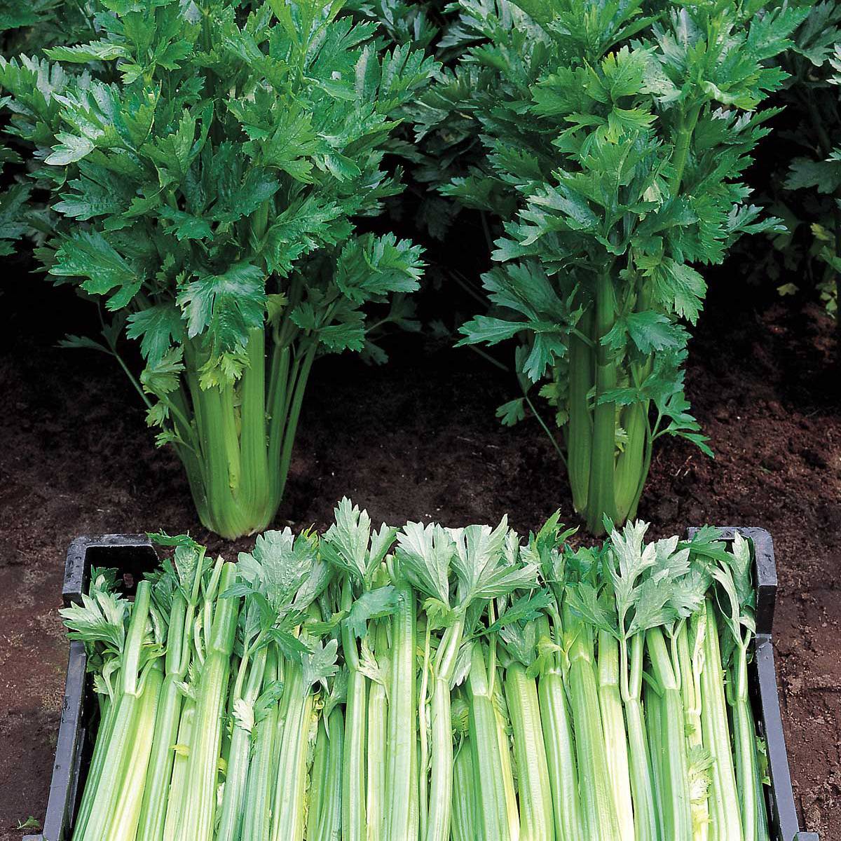 Céleri Tall Utah 52/70 Bio - Ferme de Sainte Marthe le sachet de 500 graines environ