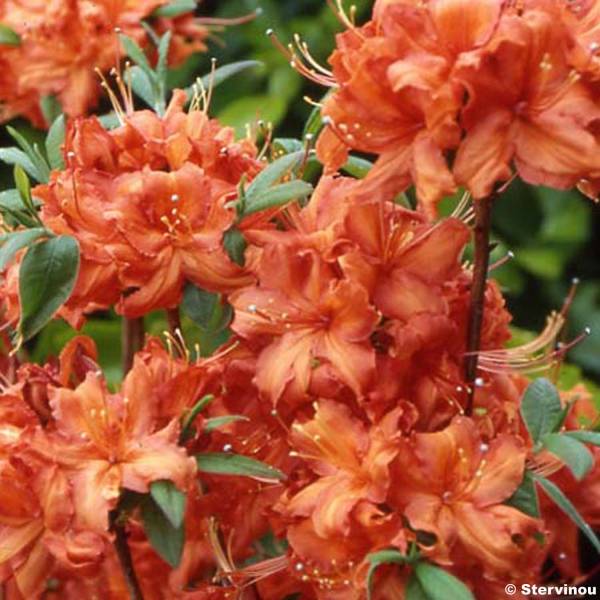Azalée Orange  1 Pièce  - Plante Arbuste Rhododendron Japonais - Azalee Du Japon Persistante Robuste Gardenersdream 666c06abd0f1a7f93d3fae68