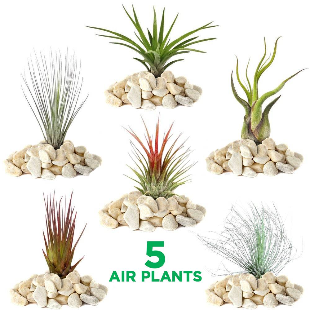 Gardenersdream - Mélange Réel De 5 Plantes Tillandsia Gardenersdream - 5 Pièces De Tillandsia Air - Plantes De Terrarium - Plantes Décoratives - GardenersDream - Image 1