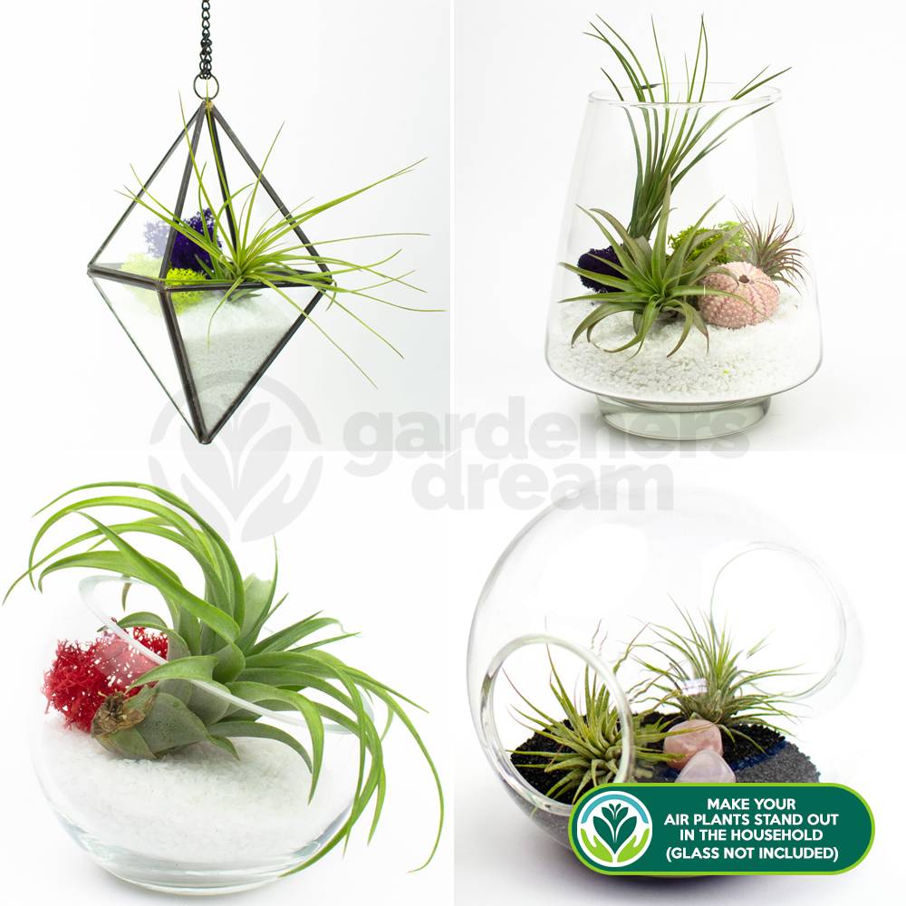 Gardenersdream - Mélange Réel De 5 Plantes Tillandsia Gardenersdream - 5 Pièces De Tillandsia Air - Plantes De Terrarium - Plantes Décoratives - GardenersDream - Image 2