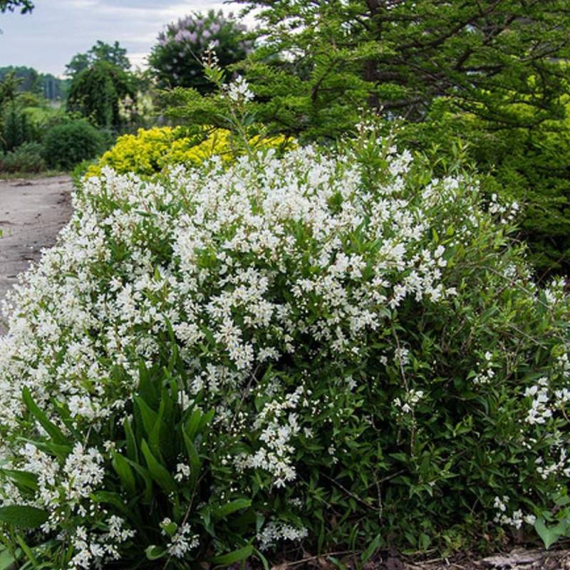 Deutzie Nikko, Deutzia à fleurs Blanche - feuillage Caduc - Pot de 1,5L - 10/20 cm-  hauteur à maturité De 1,00 m à 1,50 m - Image 1