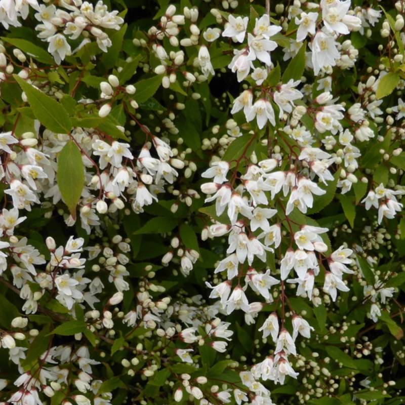 Deutzie Nikko, Deutzia à fleurs Blanche - feuillage Caduc - Pot de 1,5L - 10/20 cm-  hauteur à maturité De 1,00 m à 1,50 m - Image 5
