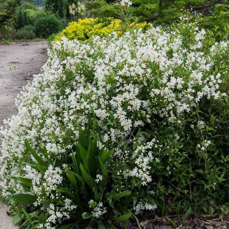 Deutzie Nikko, Deutzia à fleurs Blanche - feuillage Caduc - Pot de 1,5L - 10/20 cm-  hauteur à maturité De 1,00 m à 1,50 m - Image 2