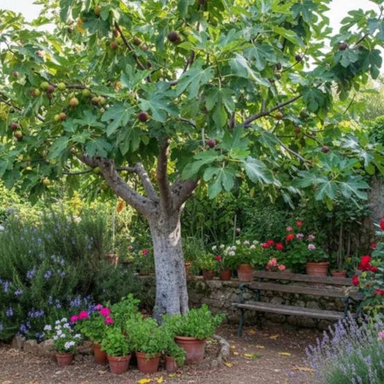 Figuier Grise de Saint Jean, Ficus carica - Bon rendement - Pot de 7,5L - 60/80 cm - De 3,00 m à 5,00 m - Image 4