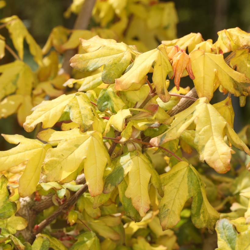 Promesse de Fleurs - Erable champêtre - Acer campestre Magic Spring Pot de 7,5L/10L, Tige