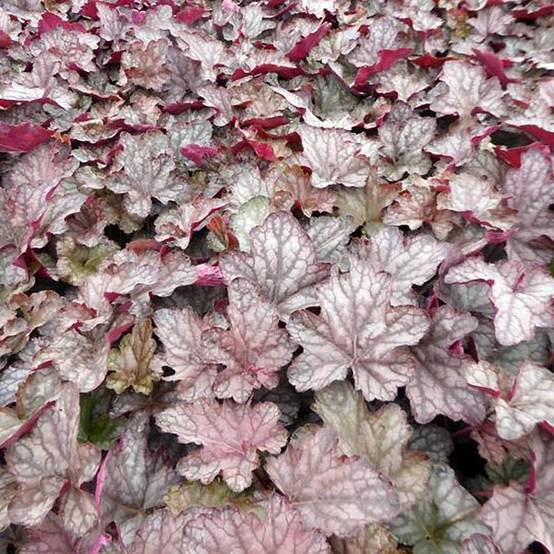 Promesse de Fleurs - Heuchère - Heuchera Cascade Dawn Godet de 8/9 cm