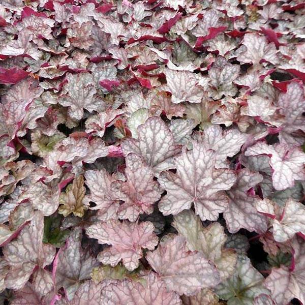 Promesse de Fleurs - Heuchère - Heuchera Cascade Dawn Godet de 8/9 cm