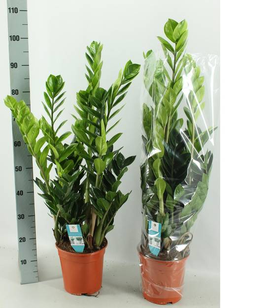 Zamioculcas 21cm - D21 H75cm