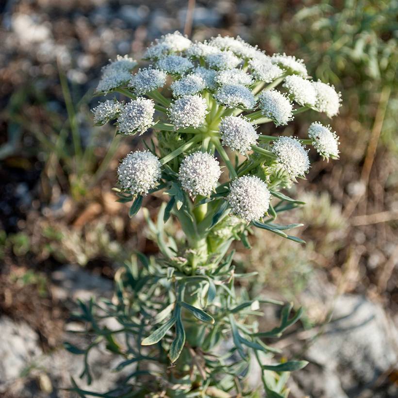 Seseli gummiferum - Séséli à gomme, Carotte de lune Godet de 8/9 cm