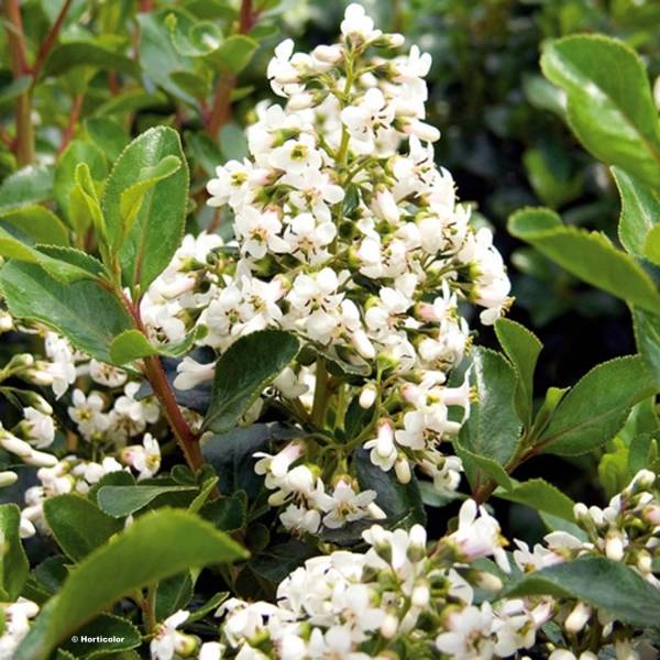 Escallonia Iveyi Pot de 7,5L/10L - Image 1