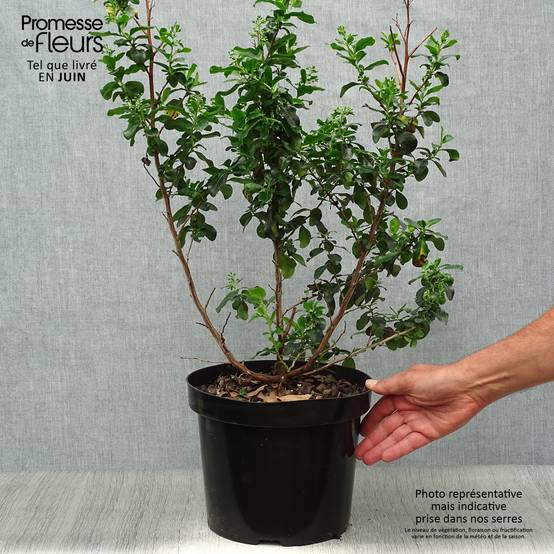 Escallonia Iveyi Pot de 7,5L/10L - Image 2