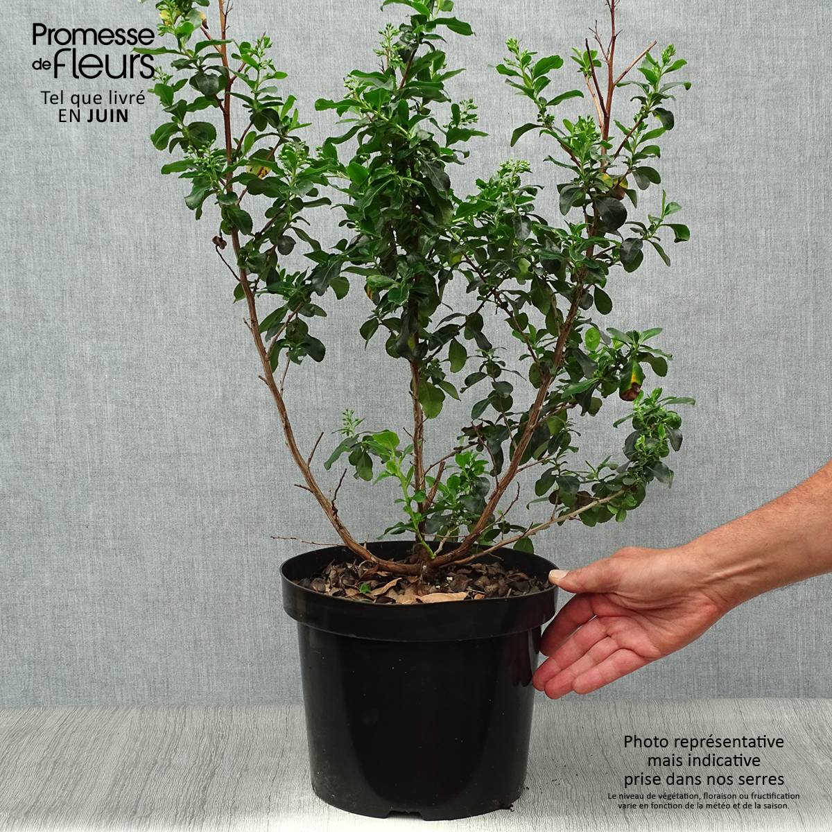 Escallonia Iveyi Pot de 7,5L/10L - Image 2