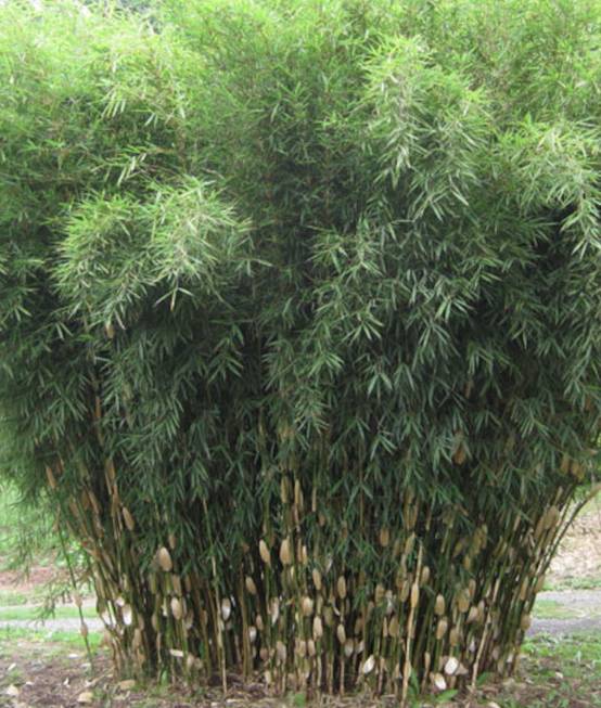 0 - Fargesia Robusta "Campbell" (Bambou non traçant) Pot 15 Litres - 150/200cm - 6/10 cannes - Image 3