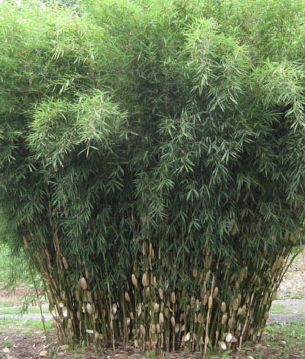 0 - Fargesia Robusta "Campbell" (Bambou non traçant) Pot 15 Litres - 150/200cm - 6/10 cannes - Image 3