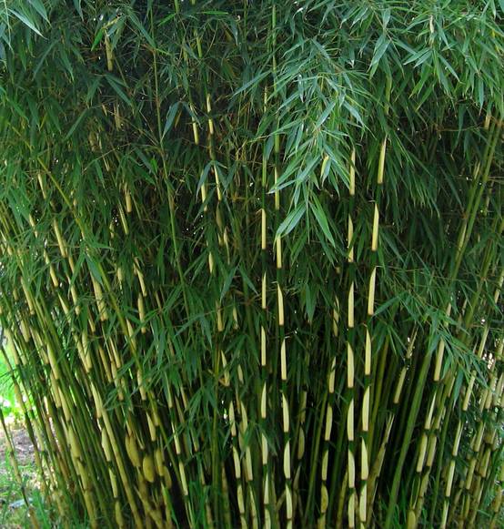 0 - Fargesia Robusta "Campbell" (Bambou non traçant) Pot 15 Litres - 150/200cm - 6/10 cannes - Image 2